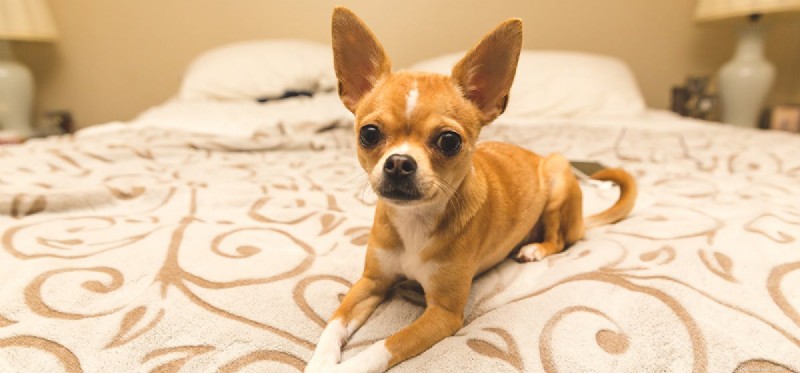 Can Dogs Detect Pain Pills? Learn the Science and Impact