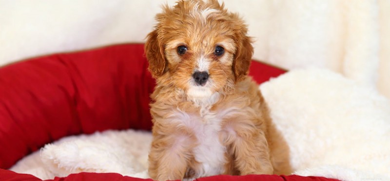 Can Dogs Detect Pain Pills? Learn the Science and Impact
