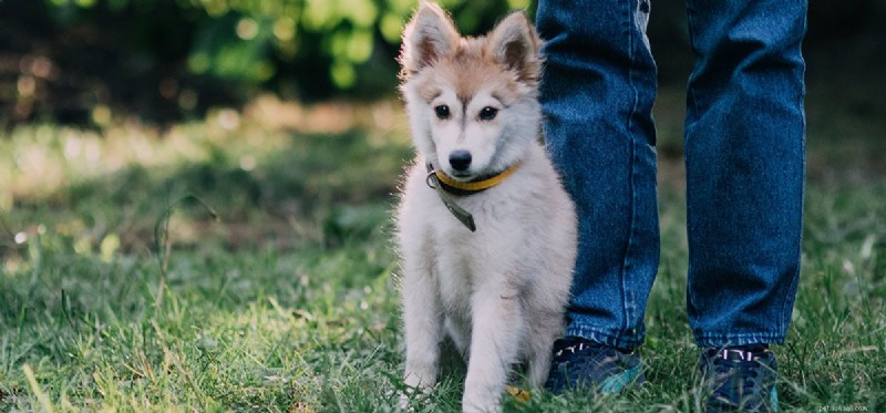 Do Dogs Detect Human Sadness? Exploring Canine Emotional Perception