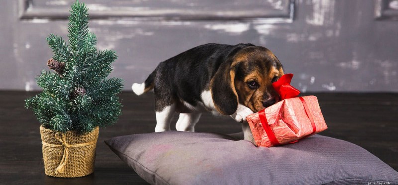 Do Dogs Detect Steroids? Exploring Their Scent‑Sensing Abilities