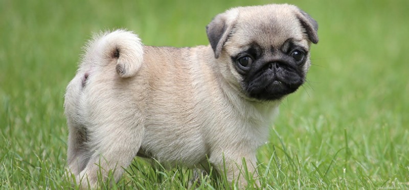 Do Dogs Detect Steroids? Exploring Their Scent‑Sensing Abilities
