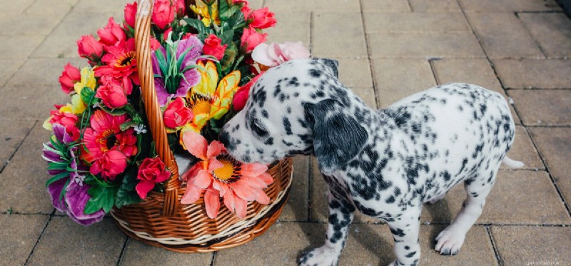 Do Dogs Detect Steroids? Exploring Their Scent‑Sensing Abilities