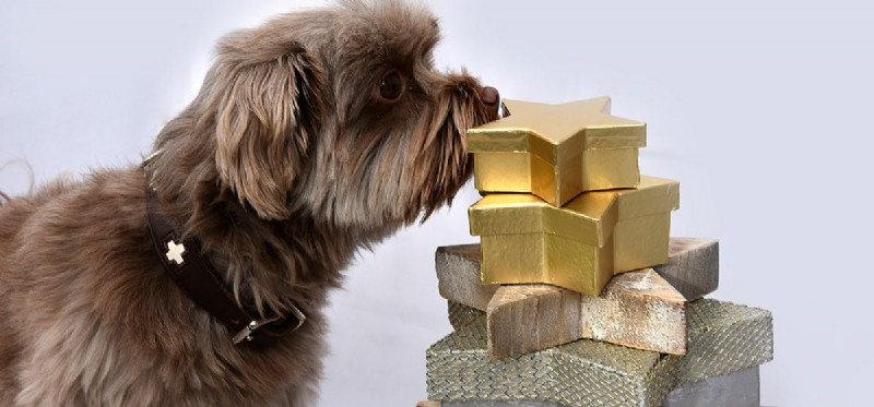 Do Dogs Detect Steroids? Exploring Their Scent‑Sensing Abilities