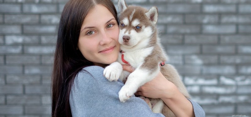 How Dogs Detect Stress: What Their Nose Can Tell You