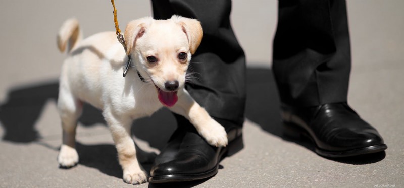 How Dogs Detect Stress: What Their Nose Can Tell You