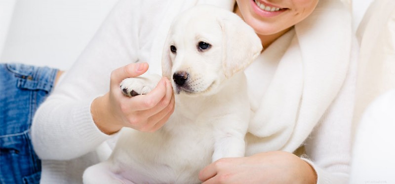 How Dogs Detect Stress: What Their Nose Can Tell You