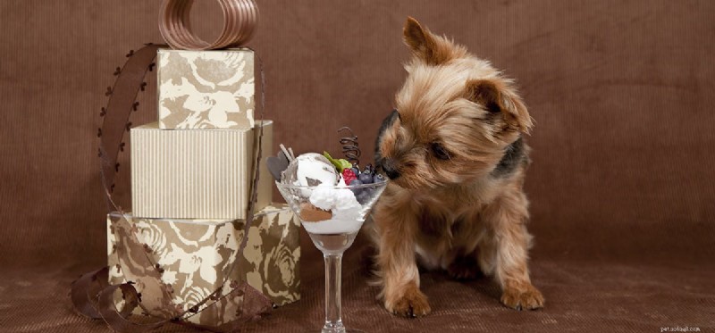 Do Dogs Smell Sweet Treats? Exploring Their Taste and Aroma Perception