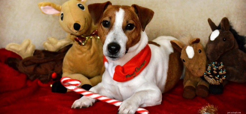 Do Dogs Smell Sweet Treats? Exploring Their Taste and Aroma Perception