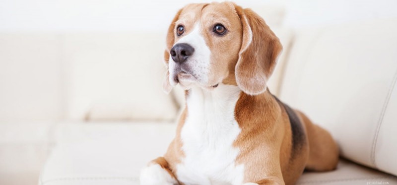 Can Dogs Detect Testosterone? How Their Nose Reveals Hormonal Changes
