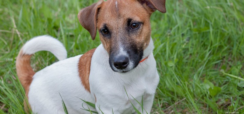 Can Dogs Detect Testosterone? How Their Nose Reveals Hormonal Changes