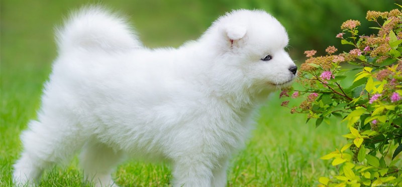 Do Dogs Smell Through Aluminum Foil? Discover the Truth