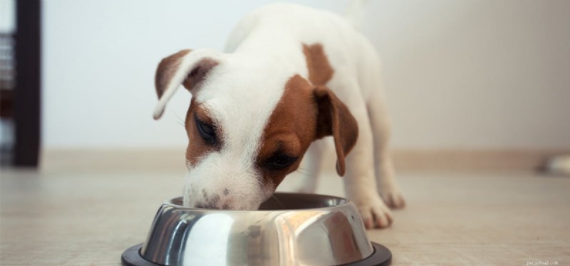 Do Dogs Smell Through Aluminum Foil? Discover the Truth