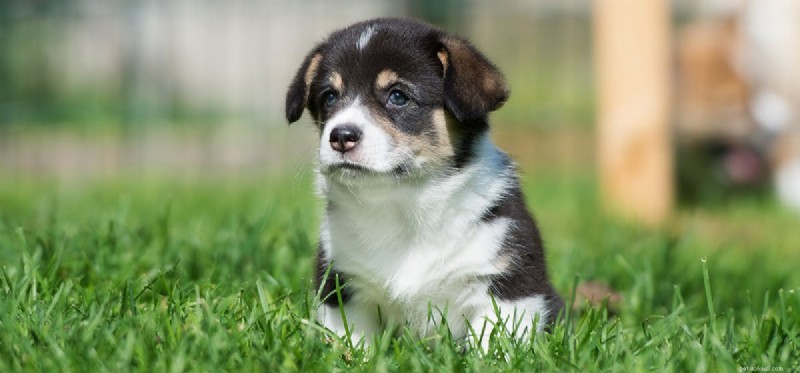 Do Dogs Smell Through Aluminum Foil? Discover the Truth