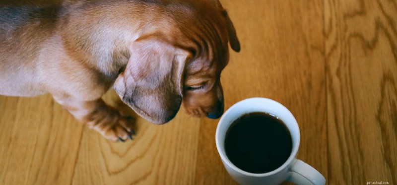 Does Coffee Overpower a Dog’s Nose? Investigating Canine Smell and Strong Aromas