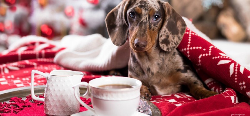 Does Coffee Overpower a Dog’s Nose? Investigating Canine Smell and Strong Aromas