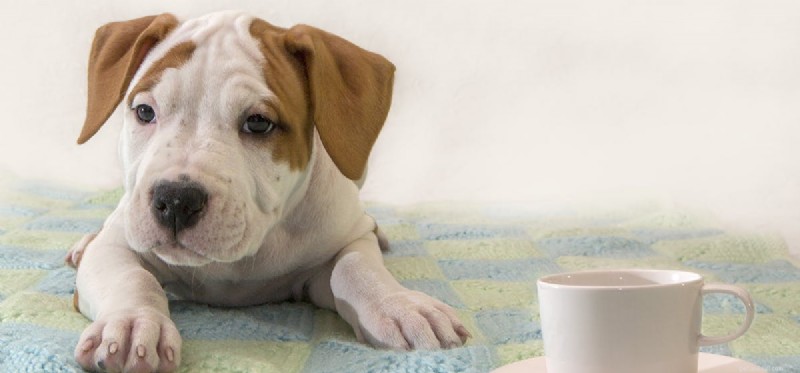 Does Coffee Overpower a Dog’s Nose? Investigating Canine Smell and Strong Aromas