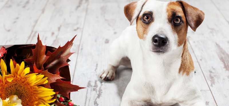 Does Coffee Overpower a Dog’s Nose? Investigating Canine Smell and Strong Aromas