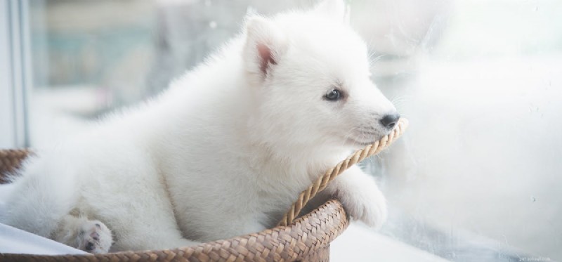 Do Dogs Detect Smells Through Glass? Insights into Canine Olfactory Abilities