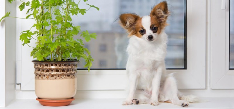 Do Dogs Detect Smells Through Glass? Insights into Canine Olfactory Abilities