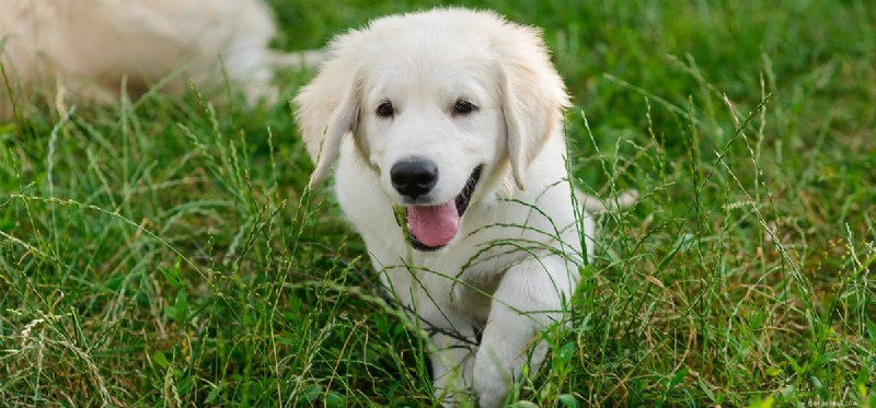 Do Dogs Detect Whale Feces? Exploring Their Exceptional Olfactory Power