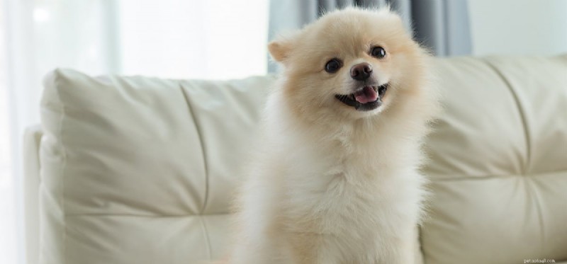 Do Dogs Truly Smile? What Their Expressions Reveal