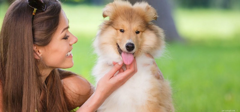 Do Dogs Truly Smile? What Their Expressions Reveal