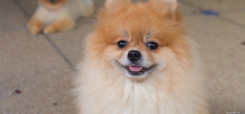 Do Dogs Truly Smile? What Their Expressions Reveal