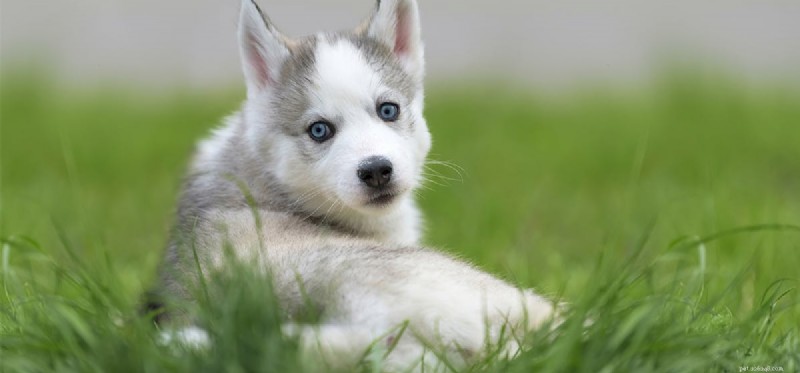Are Acorns Safe for Dogs? A Veterinary Guide