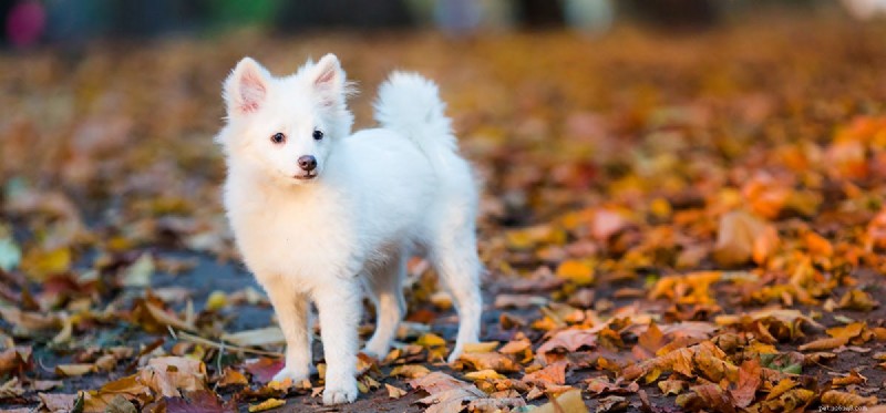 Are Acorns Safe for Dogs? A Veterinary Guide