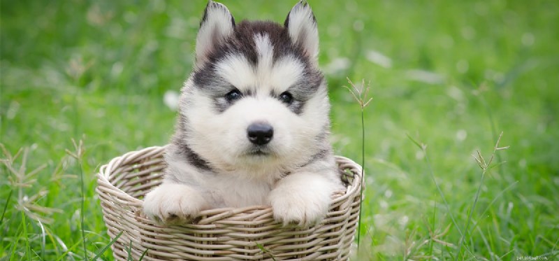 Are Acorns Safe for Dogs? A Veterinary Guide