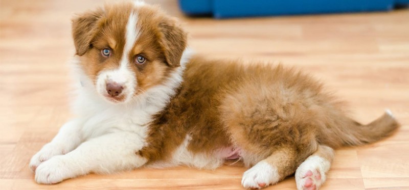 Are Acorns Safe for Dogs? A Veterinary Guide