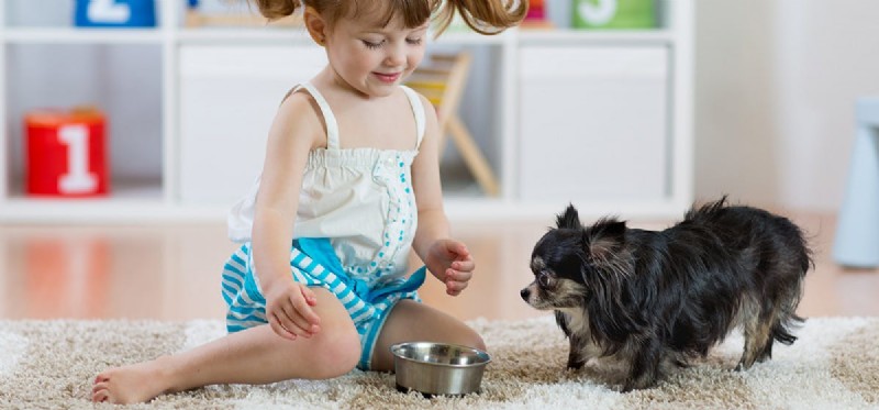 Can Dogs Taste Aged Foods? Understanding Their Preference for Mature Flavors