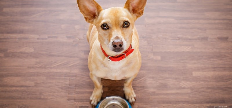 Is Apple Cider Vinegar Safe for Dogs? Benefits, Risks, and How to Use It
