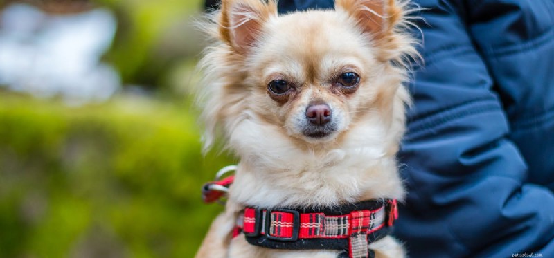Can Dogs Taste Aged Foods? Understanding Their Preference for Mature Flavors