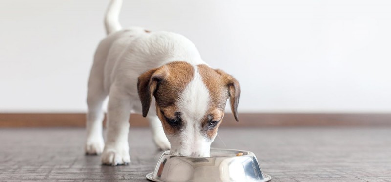 Is Apple Cider Vinegar Safe for Dogs? Benefits, Risks, and How to Use It