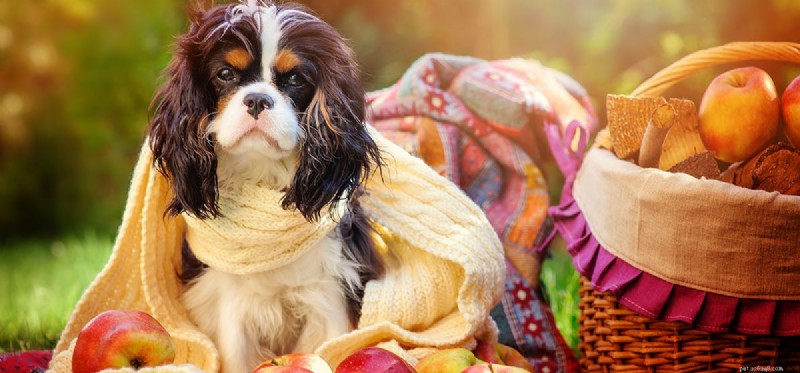 Can Dogs Safely Drink Apple Juice? Expert Feeding Tips