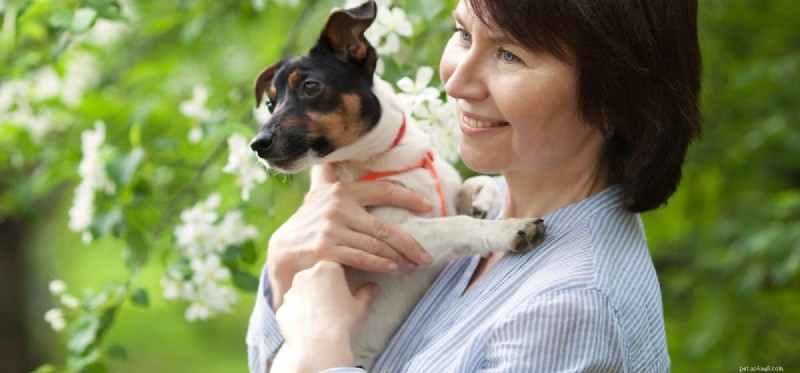 Can Dogs Safely Drink Apple Juice? Expert Feeding Tips