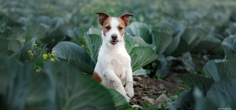 Can Dogs Taste Arugula? Find Out If This Peppery Green Is Safe and Delicious for Your Pet