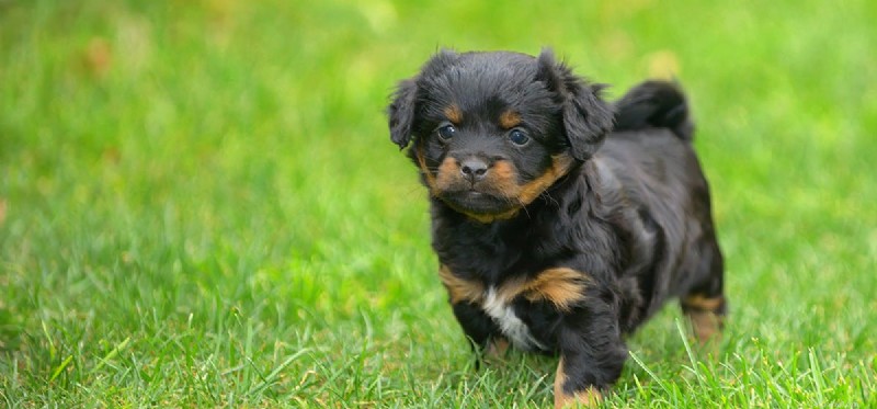 Is Avocado Safe for Dogs? A Vet-Approved Guide
