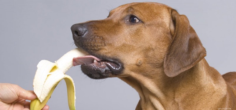 Do Dogs Really Taste Bananas? A Guide to Safe Snacking