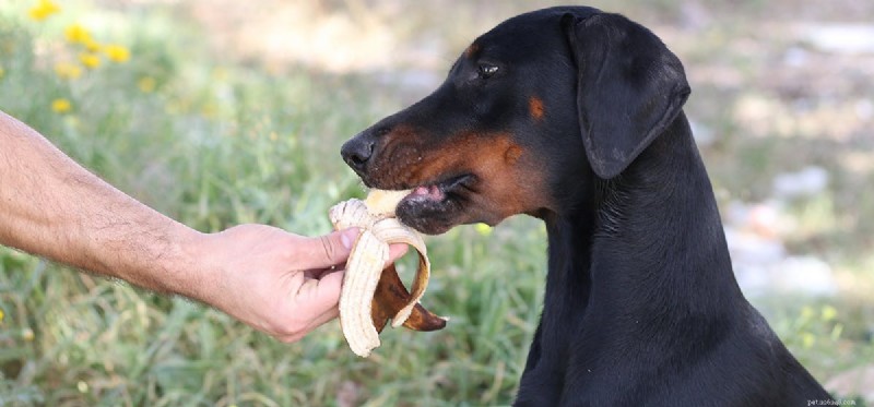Do Dogs Really Taste Bananas? A Guide to Safe Snacking