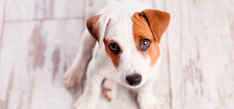 Do Dogs Detect Beer? Understanding Taste and the Risks of Alcohol