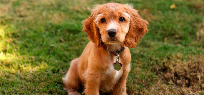 Do Dogs Detect Beer? Understanding Taste and the Risks of Alcohol