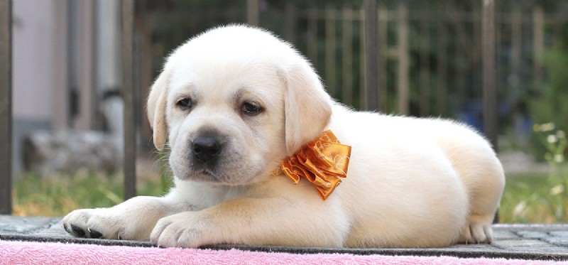 Can Dogs Eat Beets? Health Benefits and Safety Tips