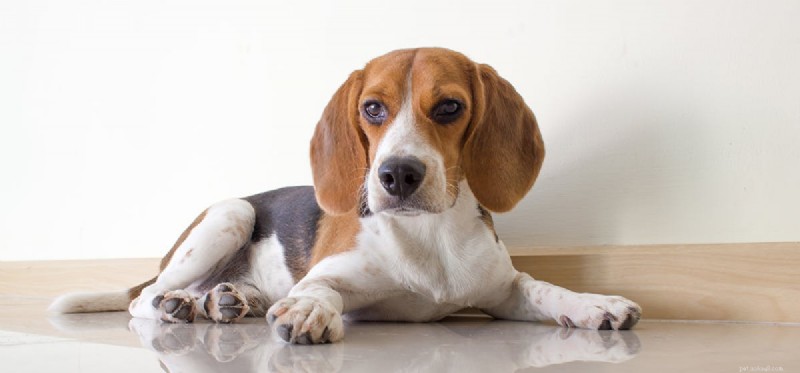 Are Black Beans Safe and Nutritious for Dogs?