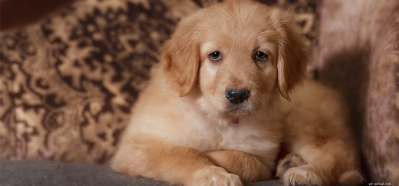 Are Black Beans Safe and Nutritious for Dogs?
