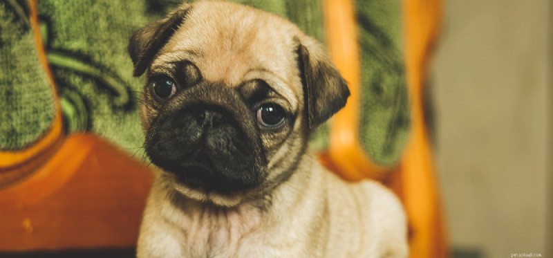 Are Black Beans Safe and Nutritious for Dogs?