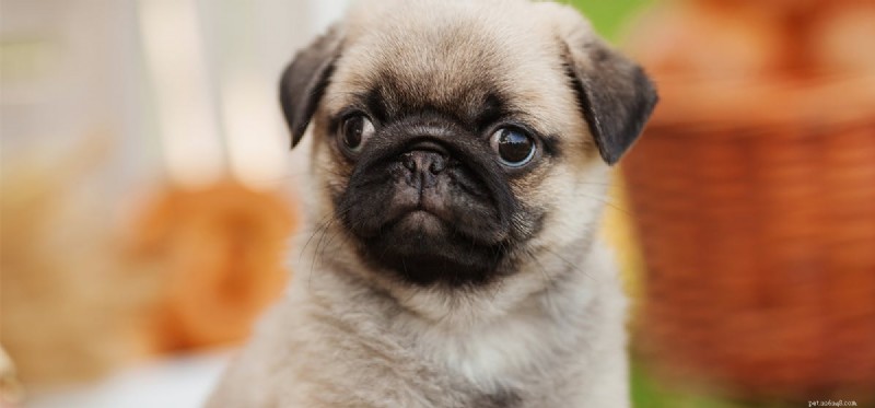 Can Dogs Safely Eat Bread? Expert Insights for Pet Owners