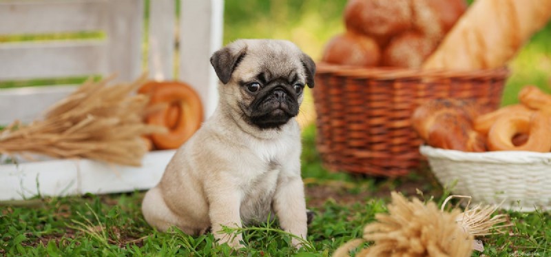 Can Dogs Safely Eat Bread? Expert Insights for Pet Owners