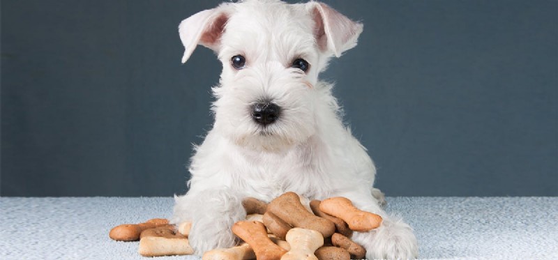 Do Dogs Taste Brown Rice? A Guide to Feeding Dogs Brown Rice Safely